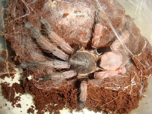 24242 feeding a tarantula