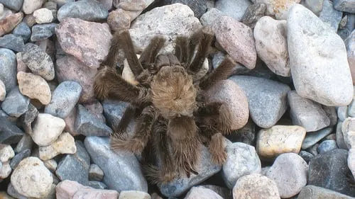 24242 local pet store tarantulas