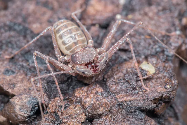 24242 philippine tarantula species overview