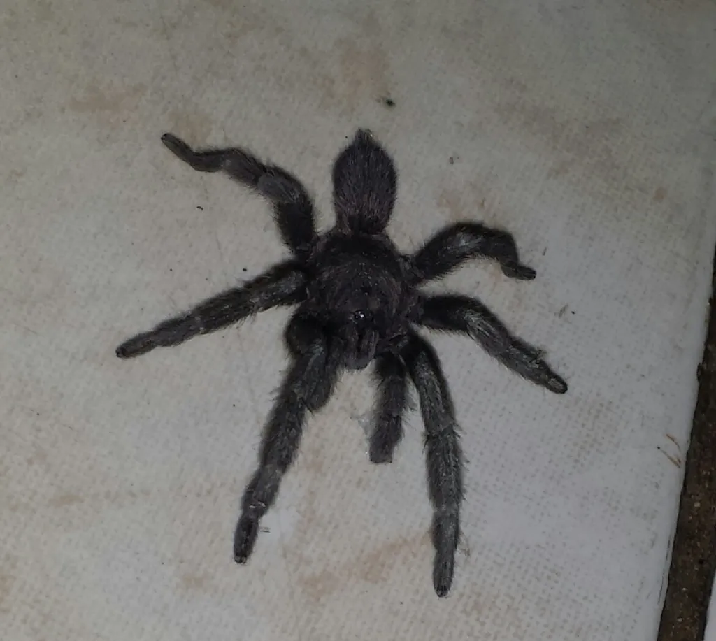 24242 tarantula enclosure setup