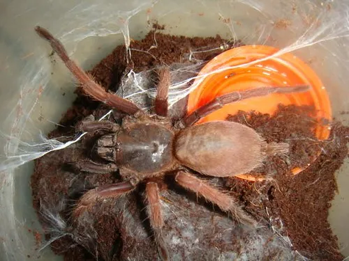 24242 tarantula handling safety