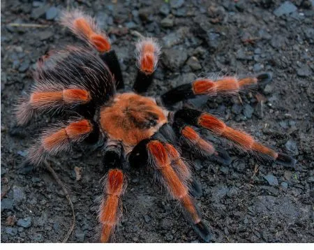 24242 tarantula online shops