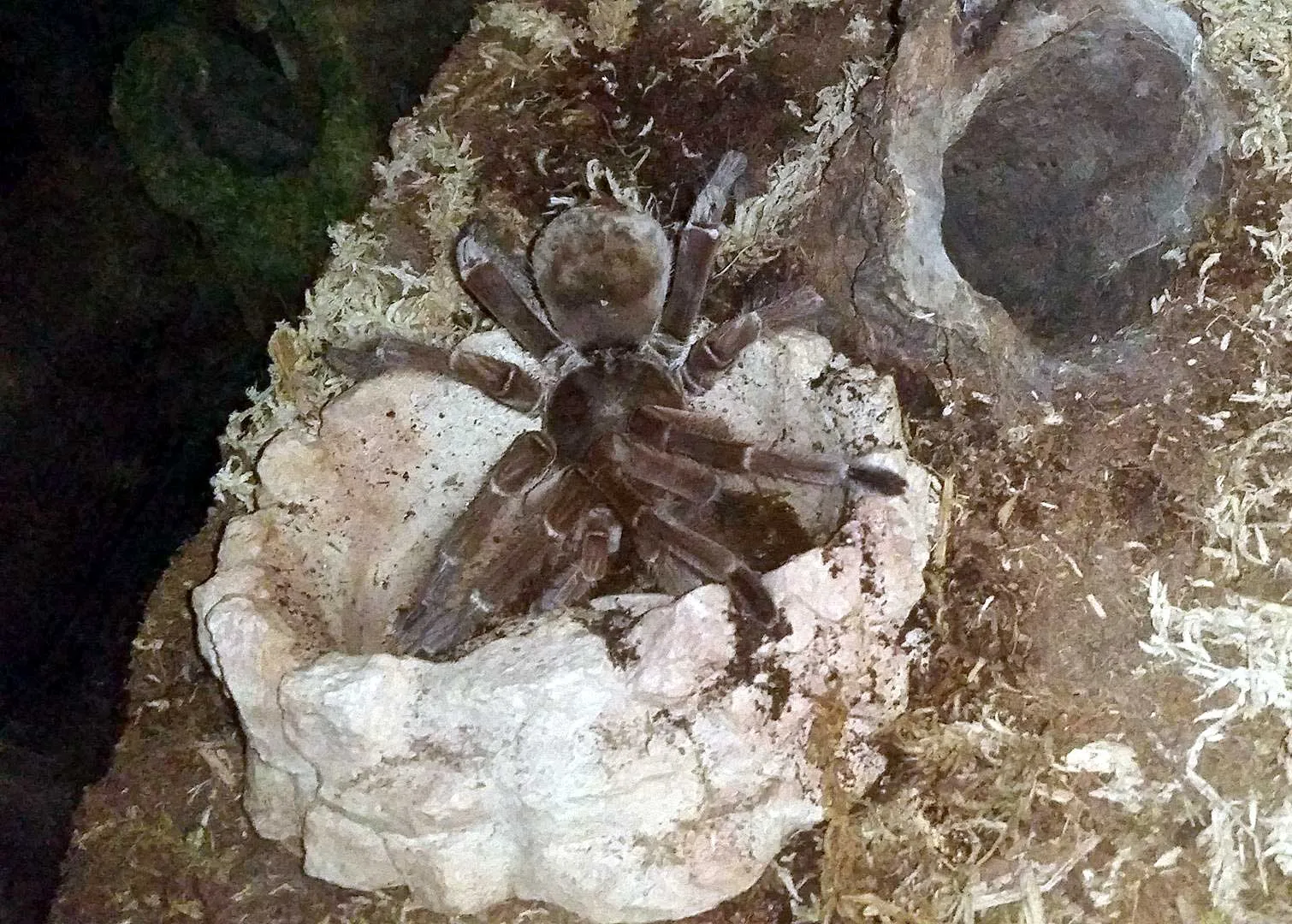 /img/24246-healthy-tarantula.webp