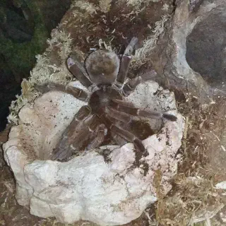 /img/24246-healthy-tarantula.webp