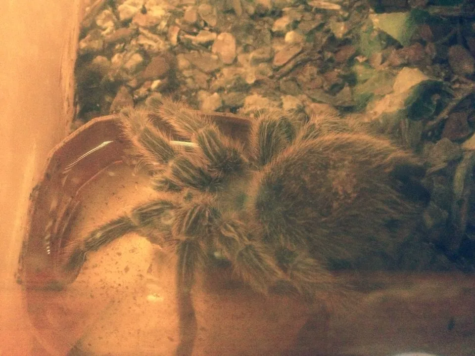 24246 tarantula drinking water