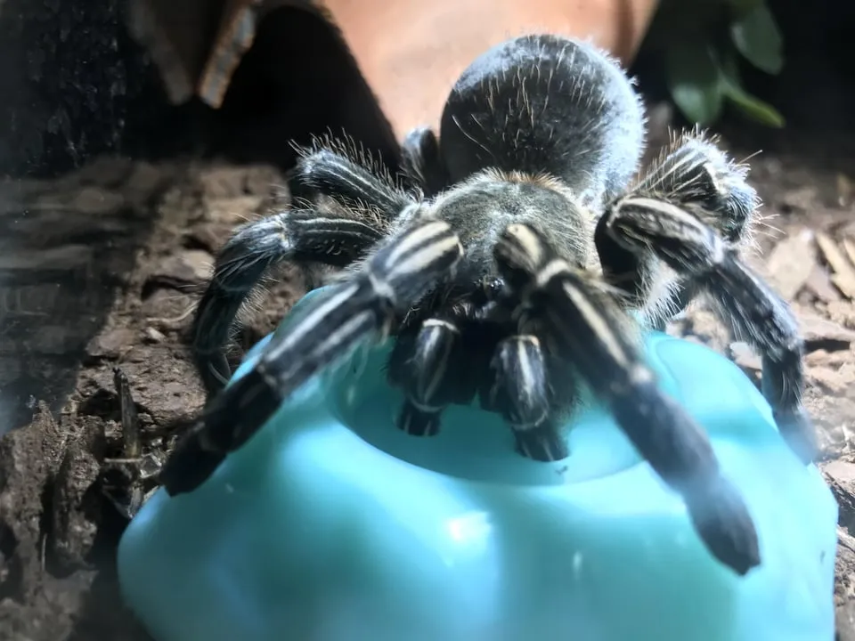 24246 tarantula water dish