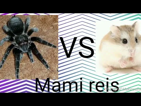 24247 tarantula close up