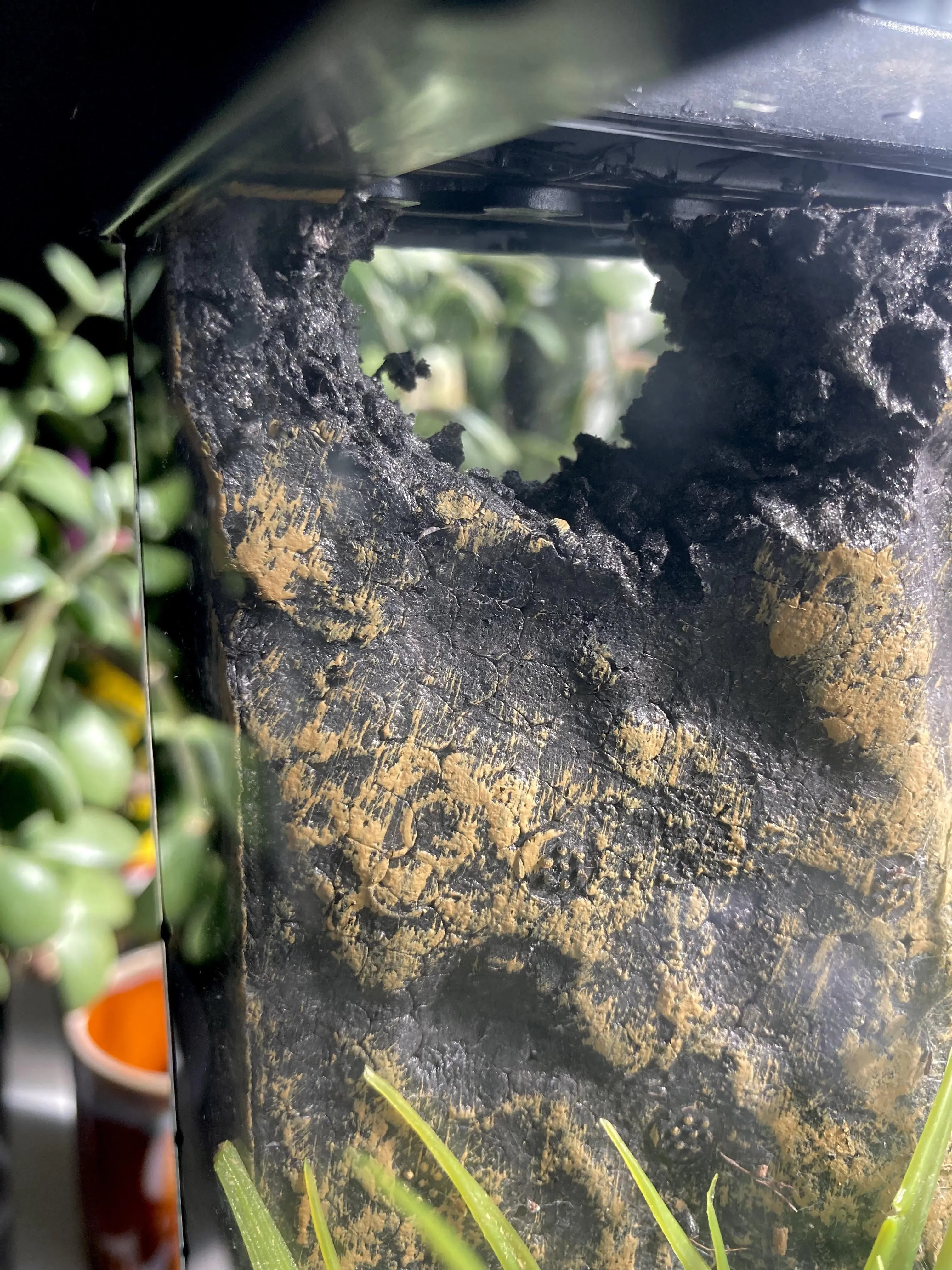 24247 tarantula feeding
