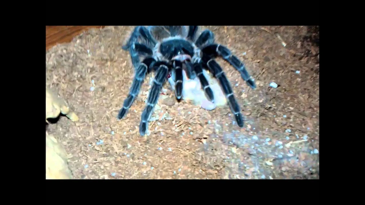 24247 tarantula vs hamster main