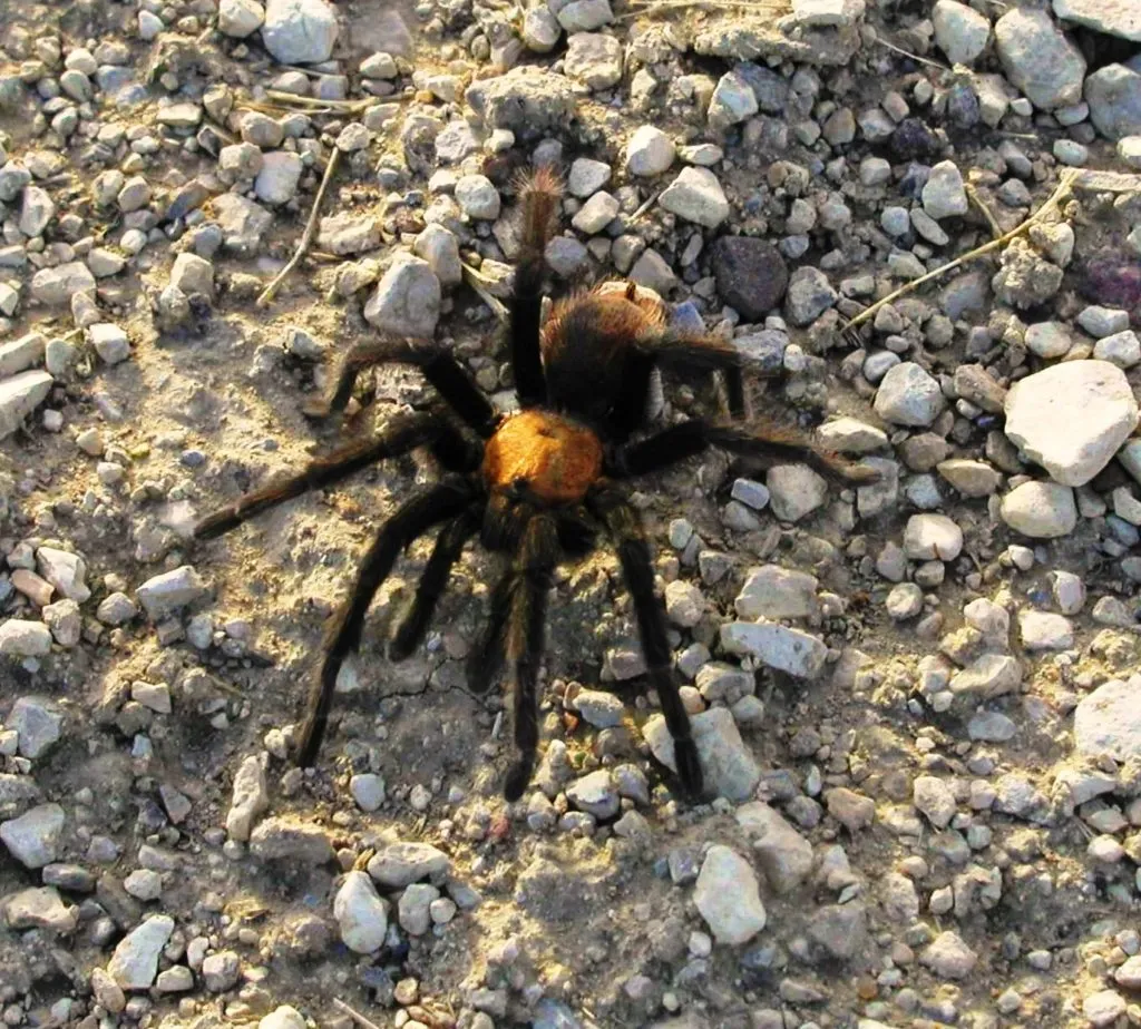 24248 tarantula migration environment