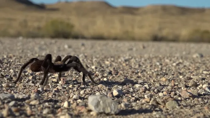 24248 tarantula migration filming