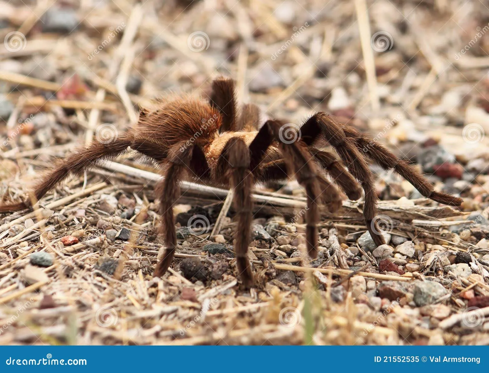 /img/24248-tarantula-migration-future.webp
