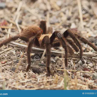 /img/24248-tarantula-migration-future.webp