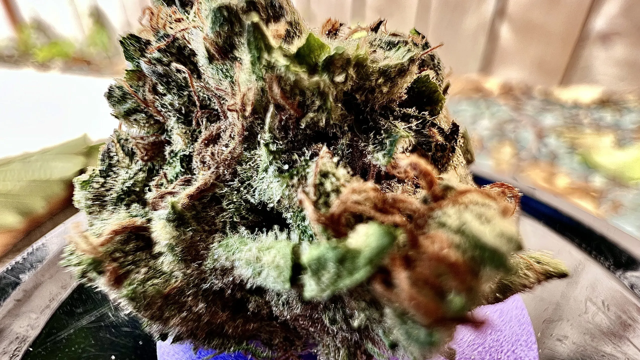 24249 alien tarantula buds