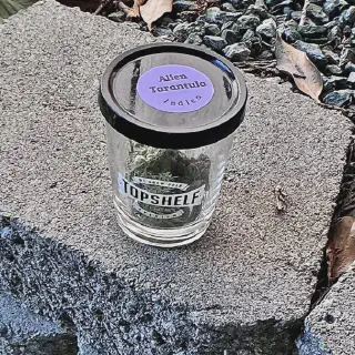 /img/24249-alien-tarantula-edibles.webp