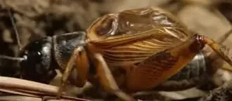 24250 nutritional benefits of dead crickets