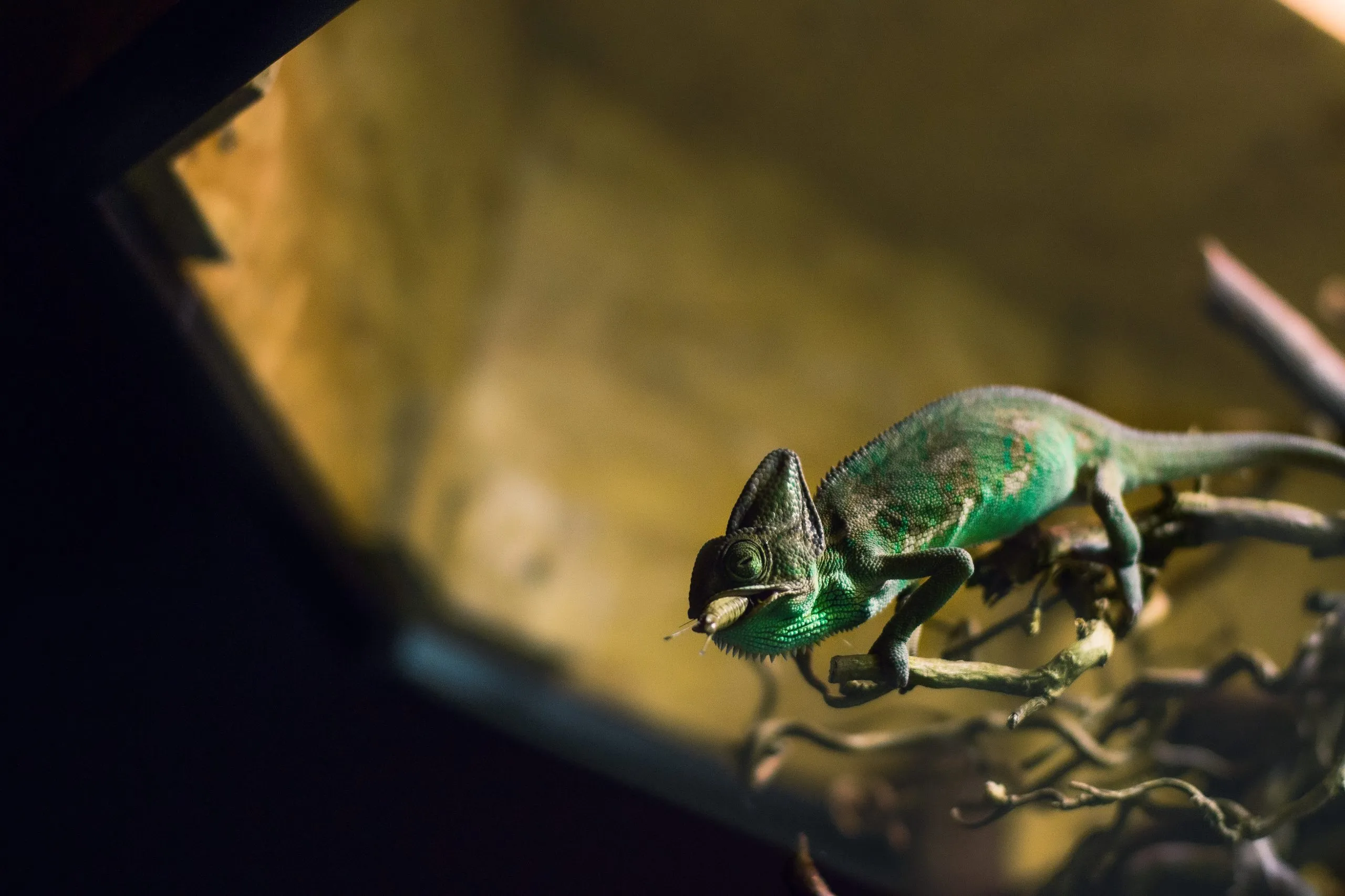 /img/24250-tarantula-impaction-risk.webp