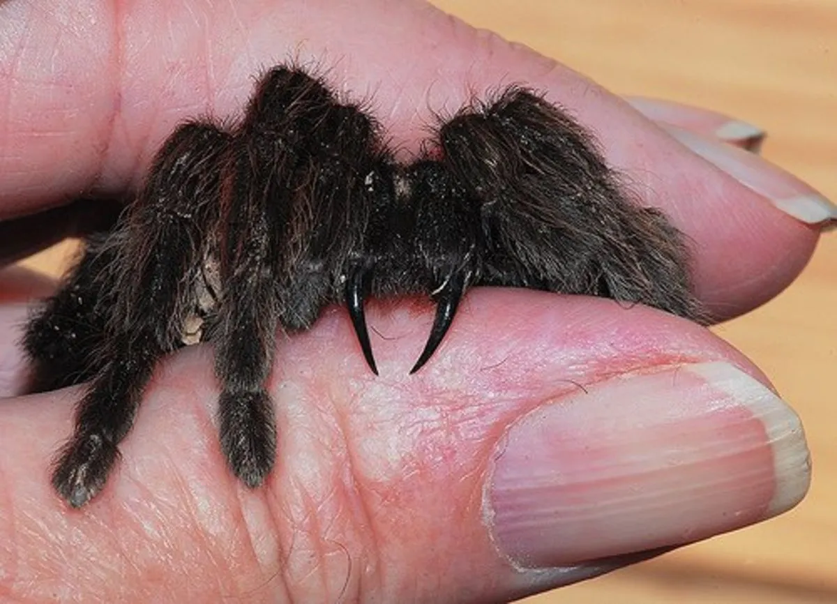 24251 cleaning tarantula bite