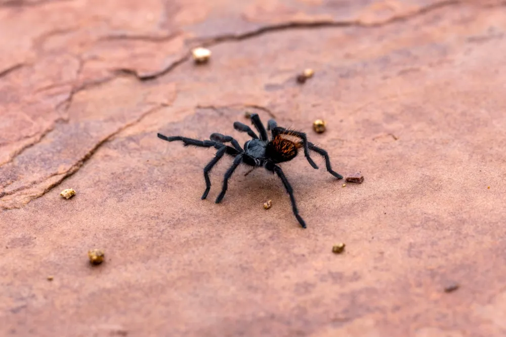 24251 medical attention tarantula