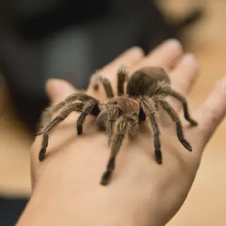 /img/24251-preventing-tarantula-bites.webp