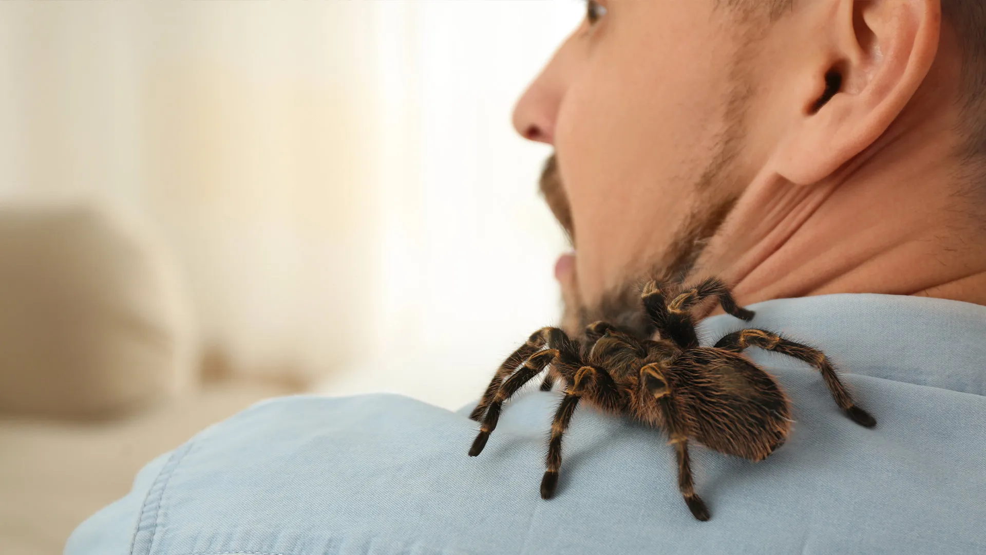 24251 tarantula bite identification