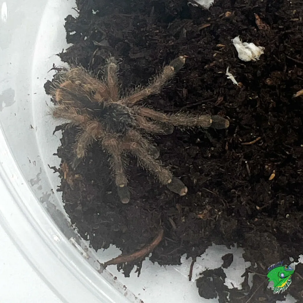 24252 peruvian tarantula habitat
