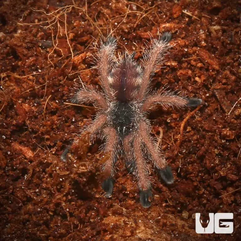 /img/24252-tarantula-peru-conservation.webp