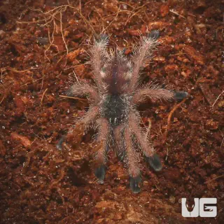 /img/24252-tarantula-peru-conservation.webp