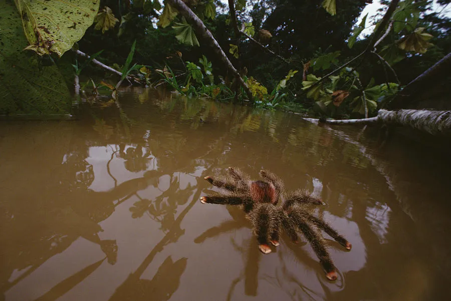 24252 tarantula peru enclosure