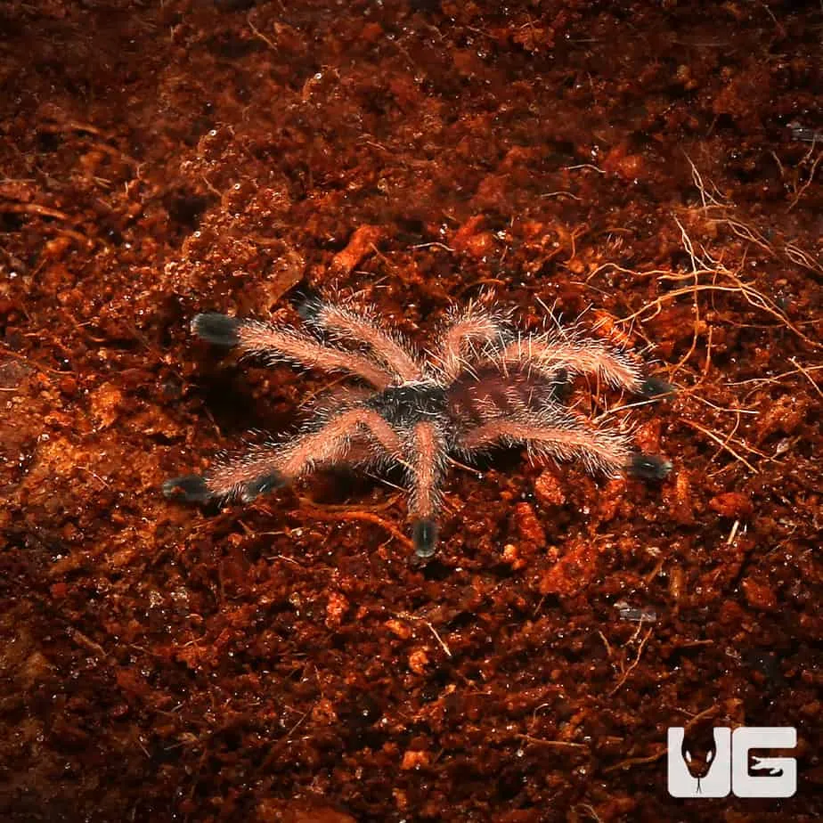 24252 tarantula peru molting
