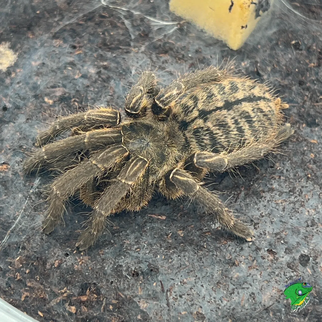 24252 tarantula peru overview