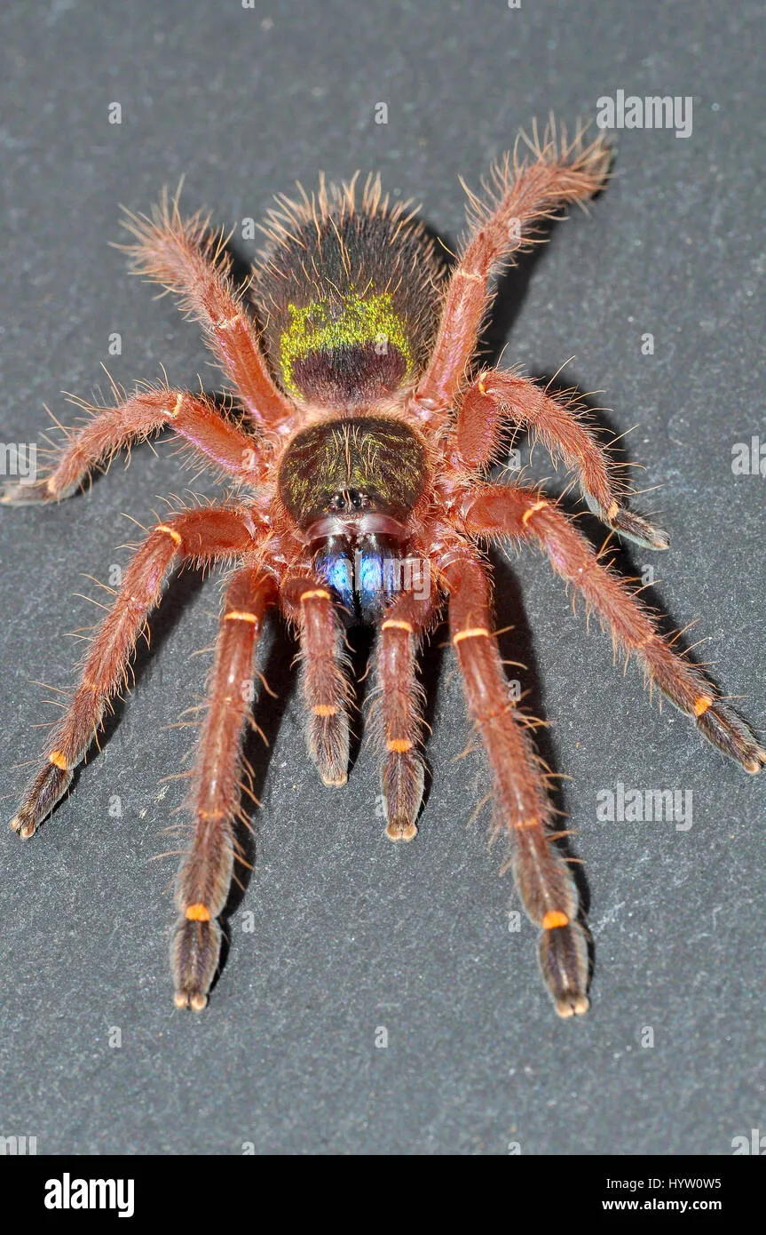 24253 conservation of tarantulas