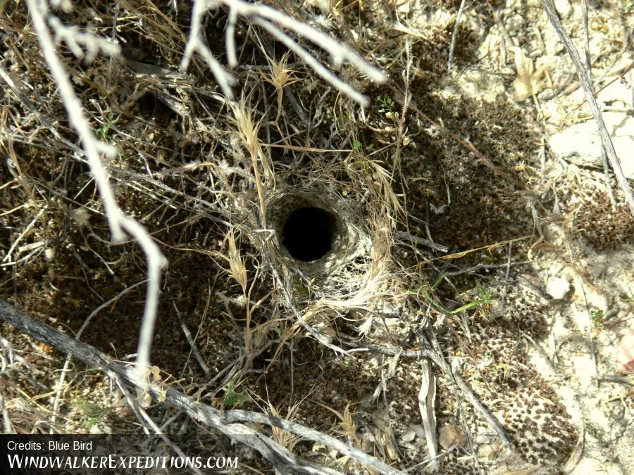 24253 searching for tarantulas
