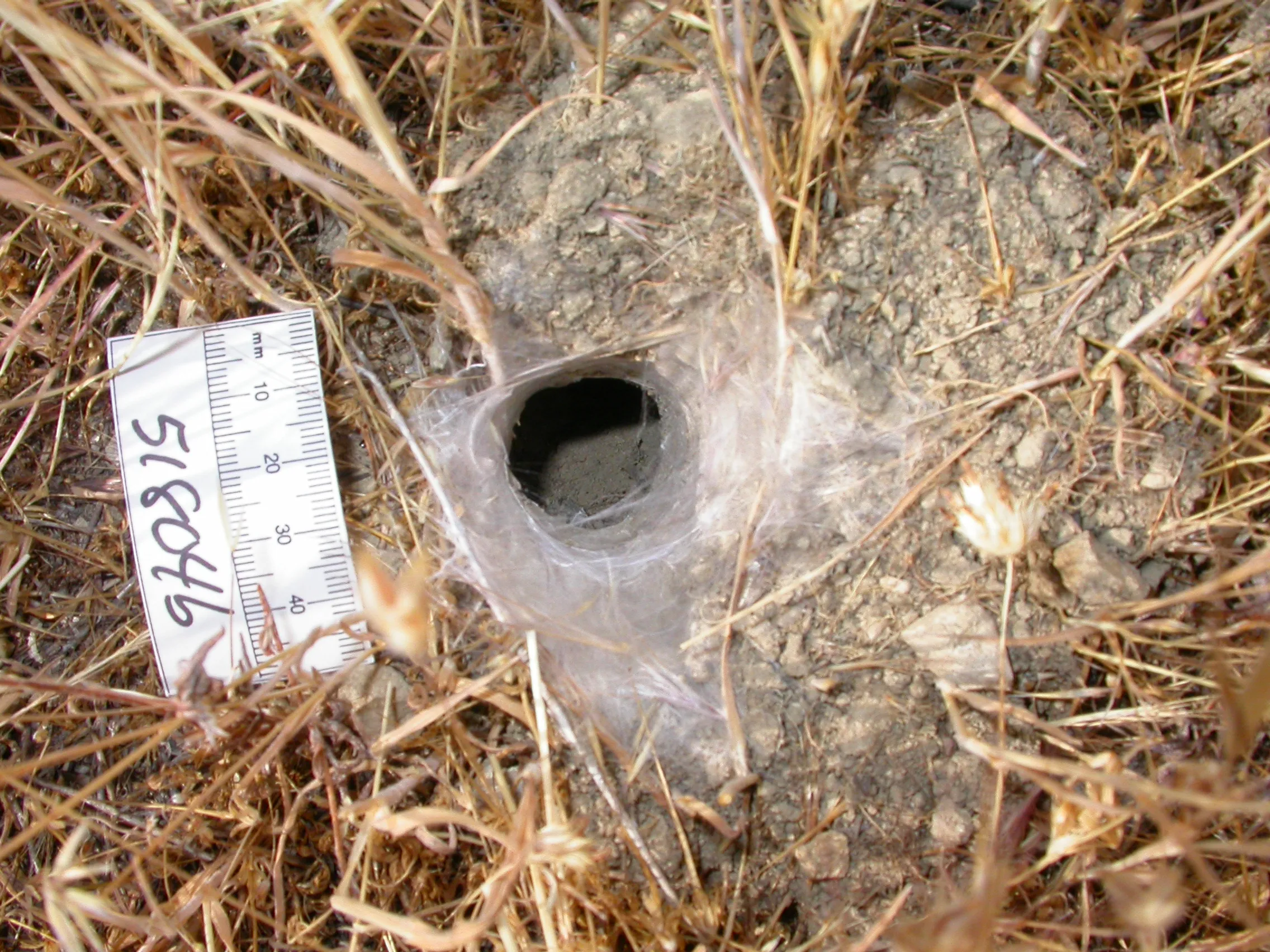 24253 soil types for tarantulas