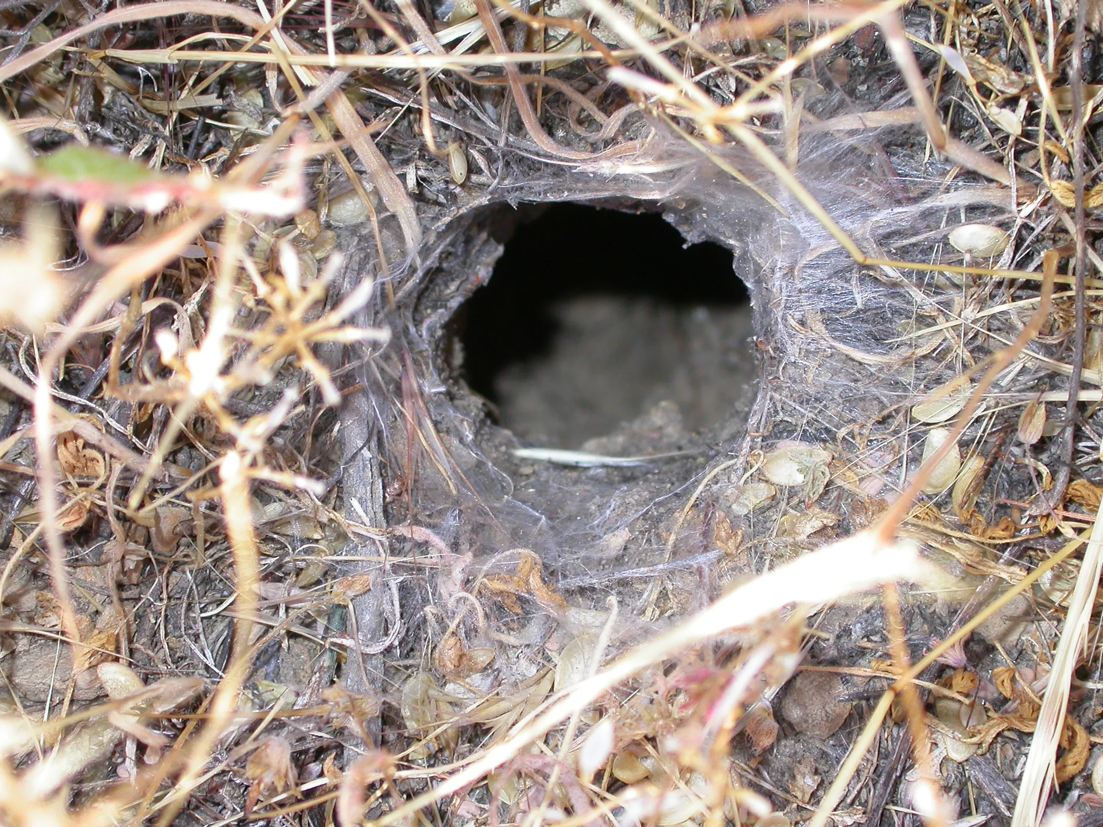 24253 tarantula burrow entrance
