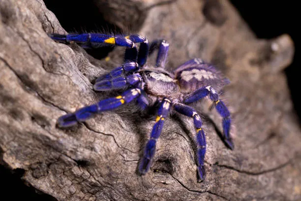 24253 tarantula habitat