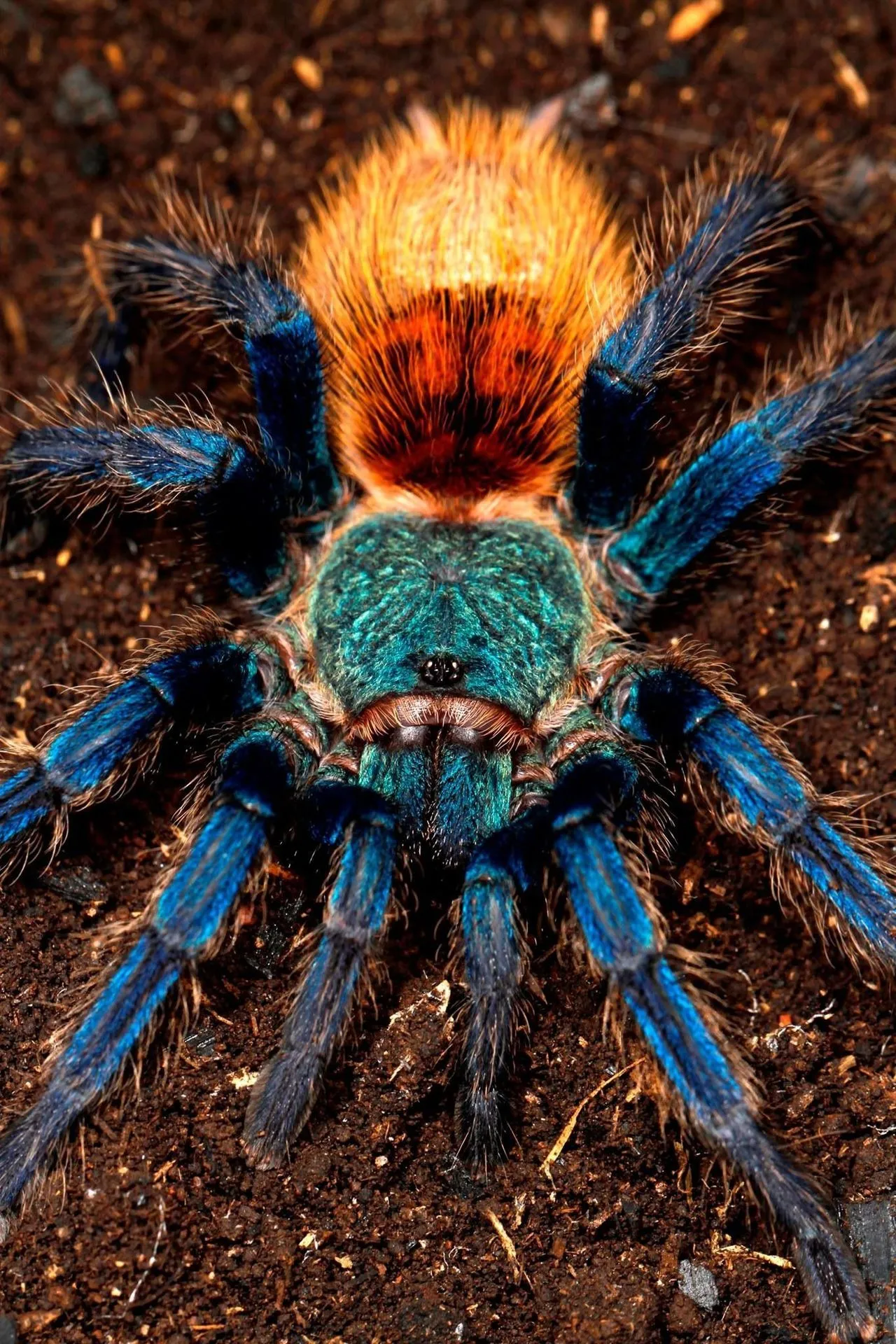 /img/24253-tarantula-silk.webp