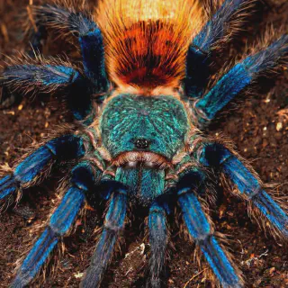 /img/24253-tarantula-silk.webp