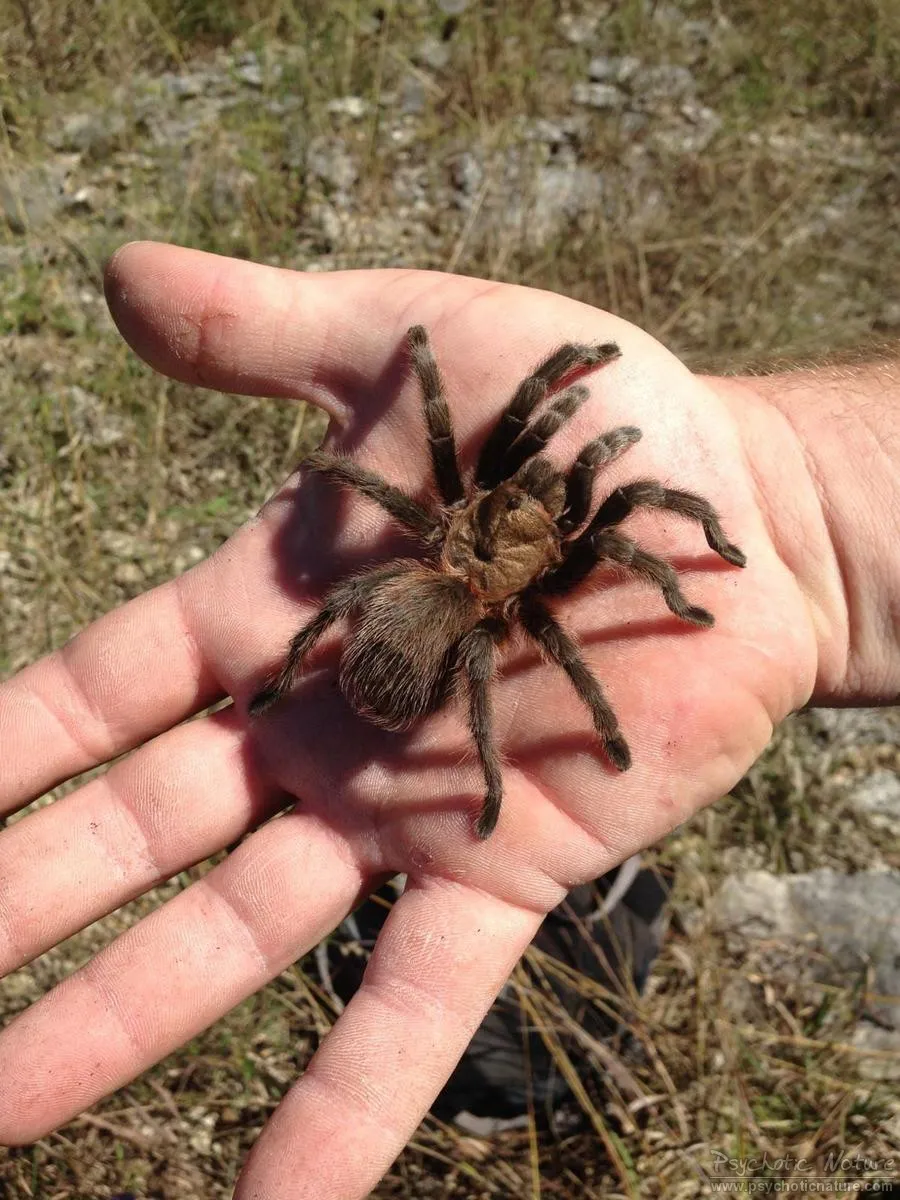 24254 observing tarantula migration