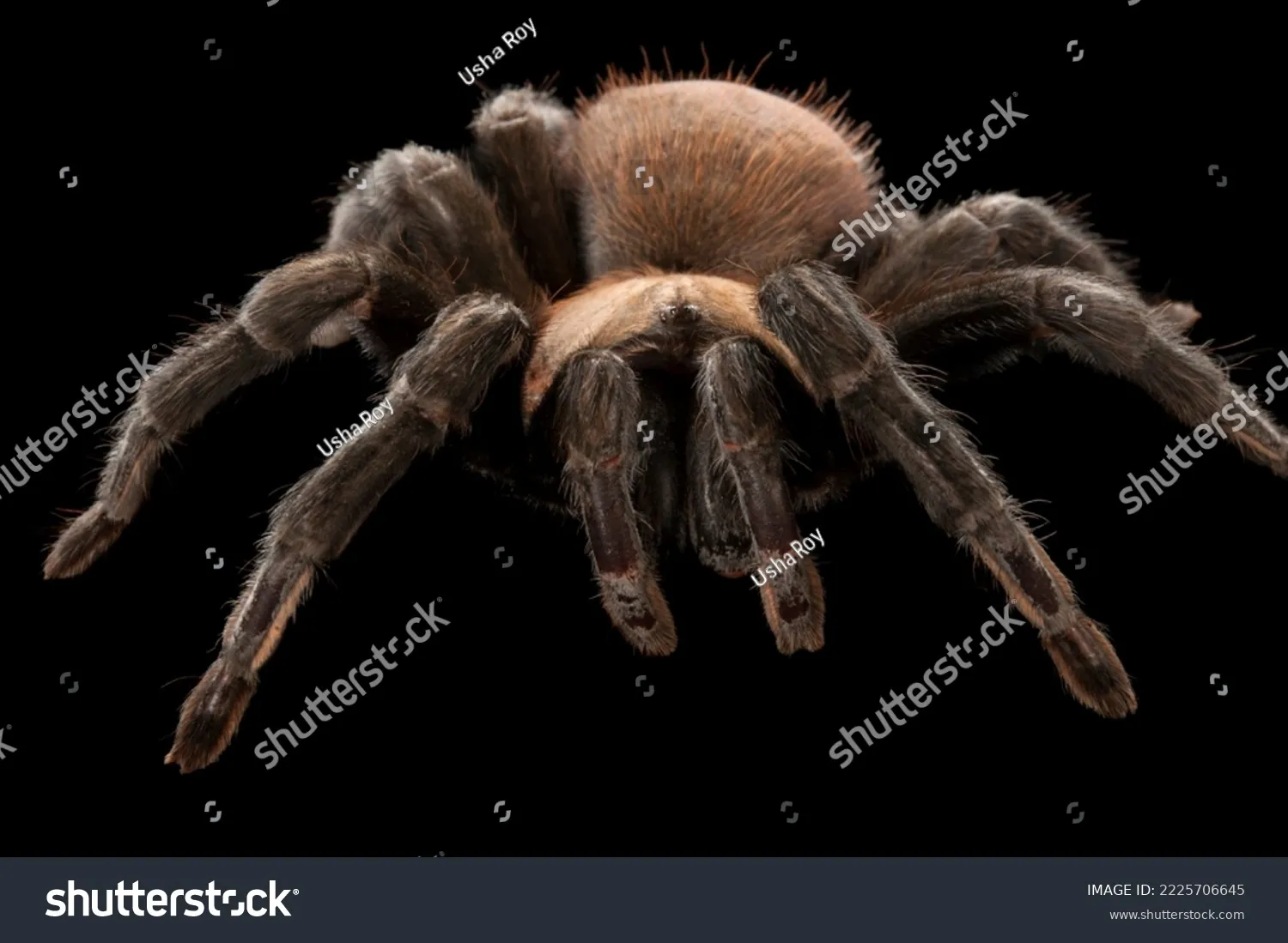 24254 tarantula conservation