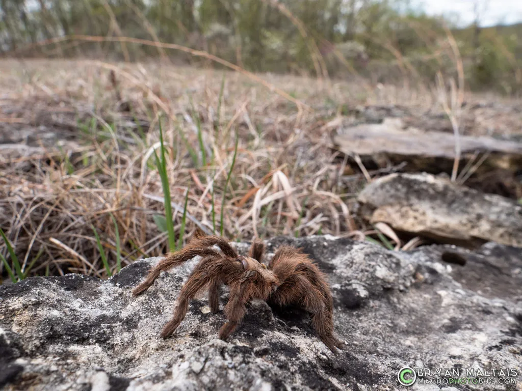 24254 tarantula habitat missouri