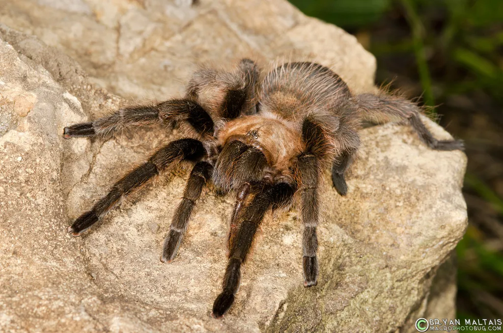24254 tarantula migration missouri landscape