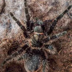 24255 tarantula enclosure