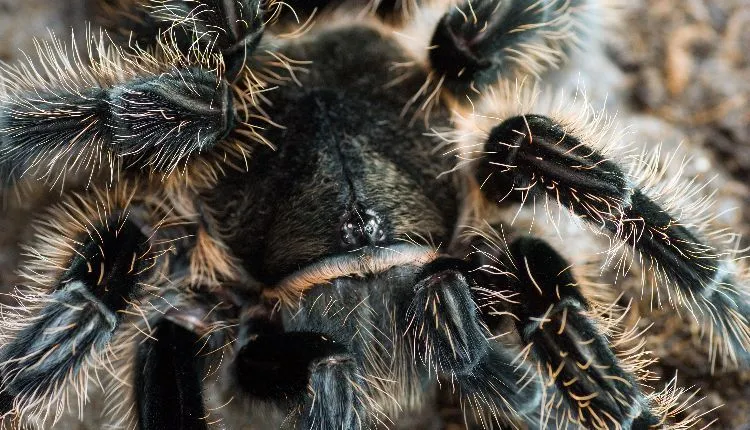 24255 tarantula feeding