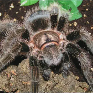 /img/24255-tarantula-handling.webp