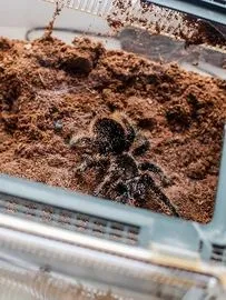 24255 tarantula substrate