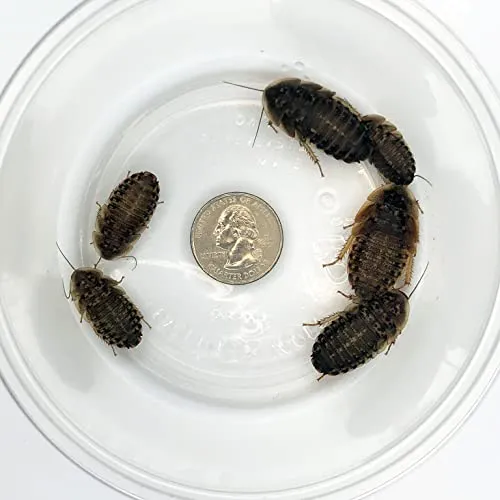 24255 tarantula water dish