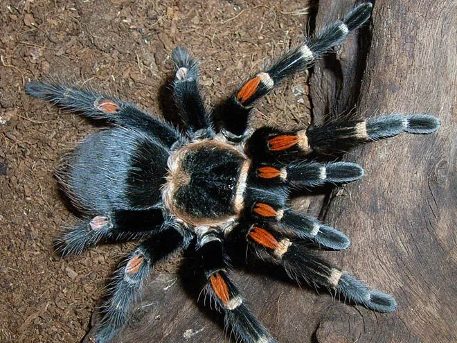 24257 tarantula secure enclosure