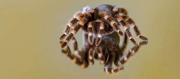 24257 tarantula size enclosure