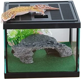 24257 tarantula temperature humidity